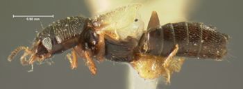 Media type: image;   Entomology 6550 Aspect: habitus lateral view